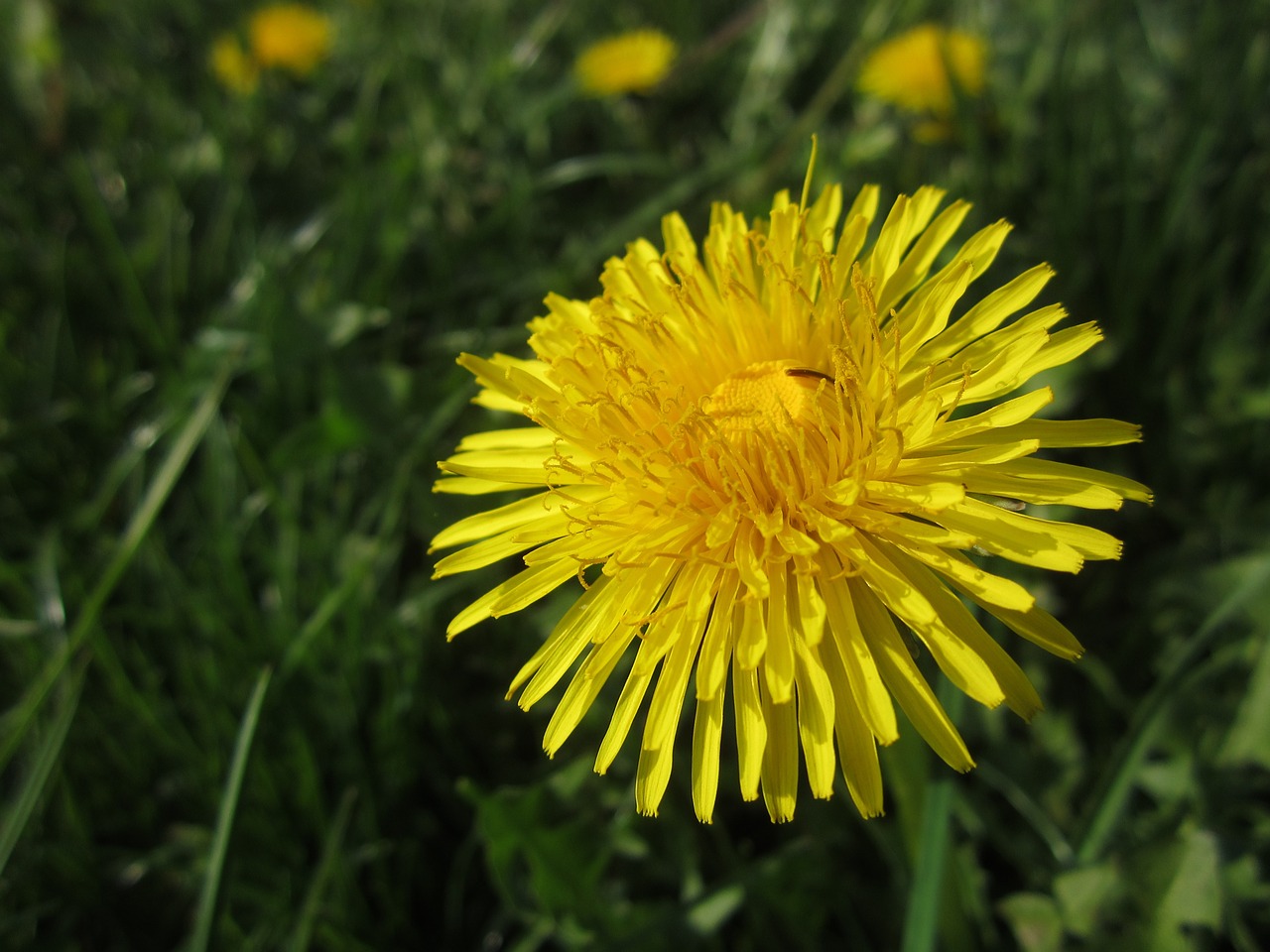 dandelion spring flower free photo