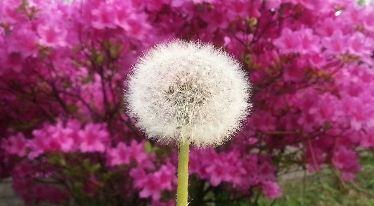 dandelion flowers spring free photo