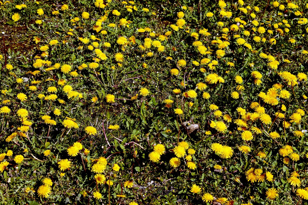 dandelion yellow flower flowers free photo