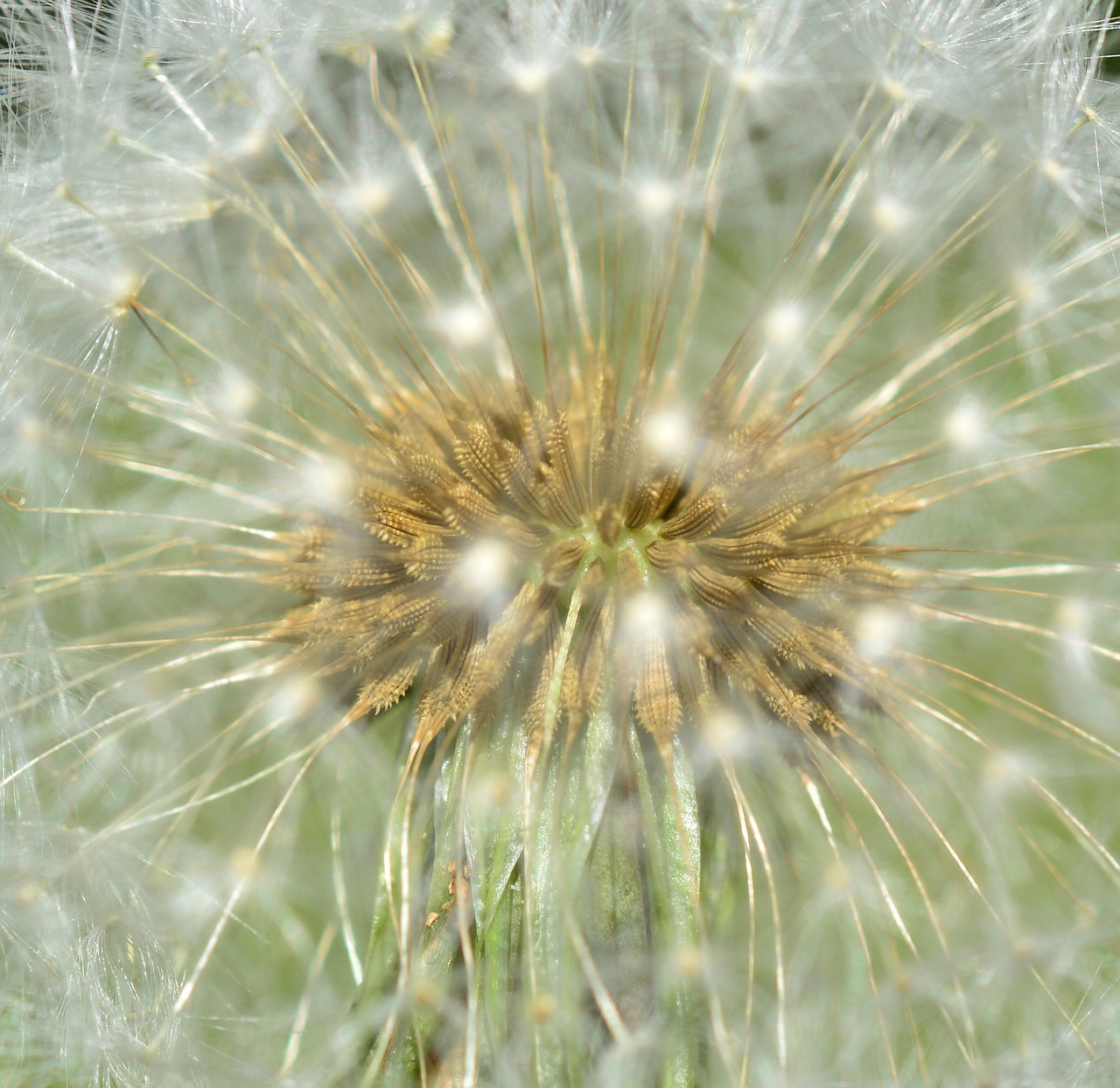 dandelion plant nature free photo