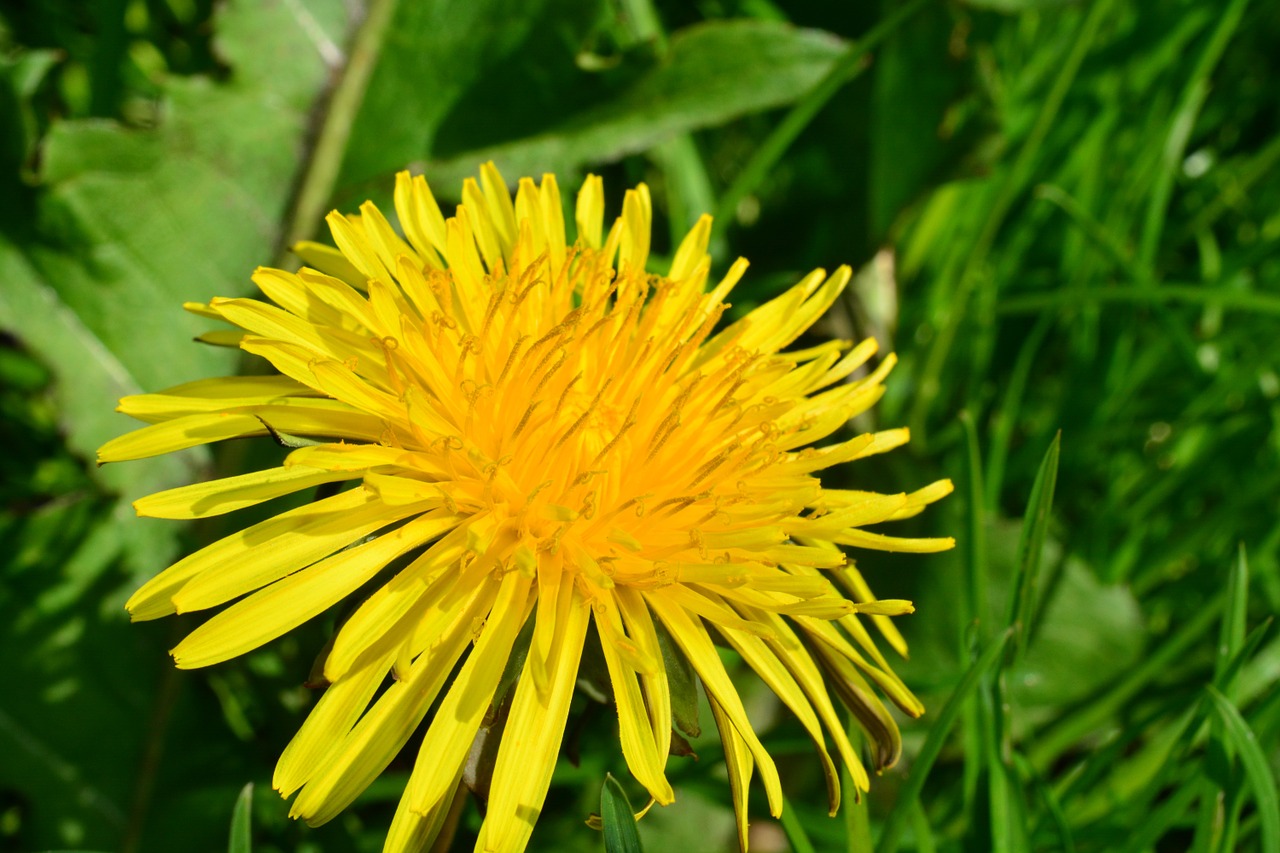 dandelion flower plant free photo