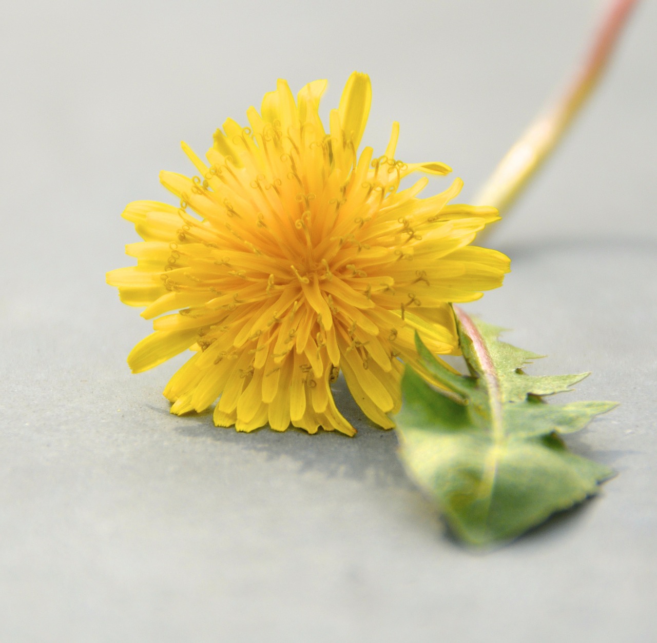 dandelion yellow green free photo