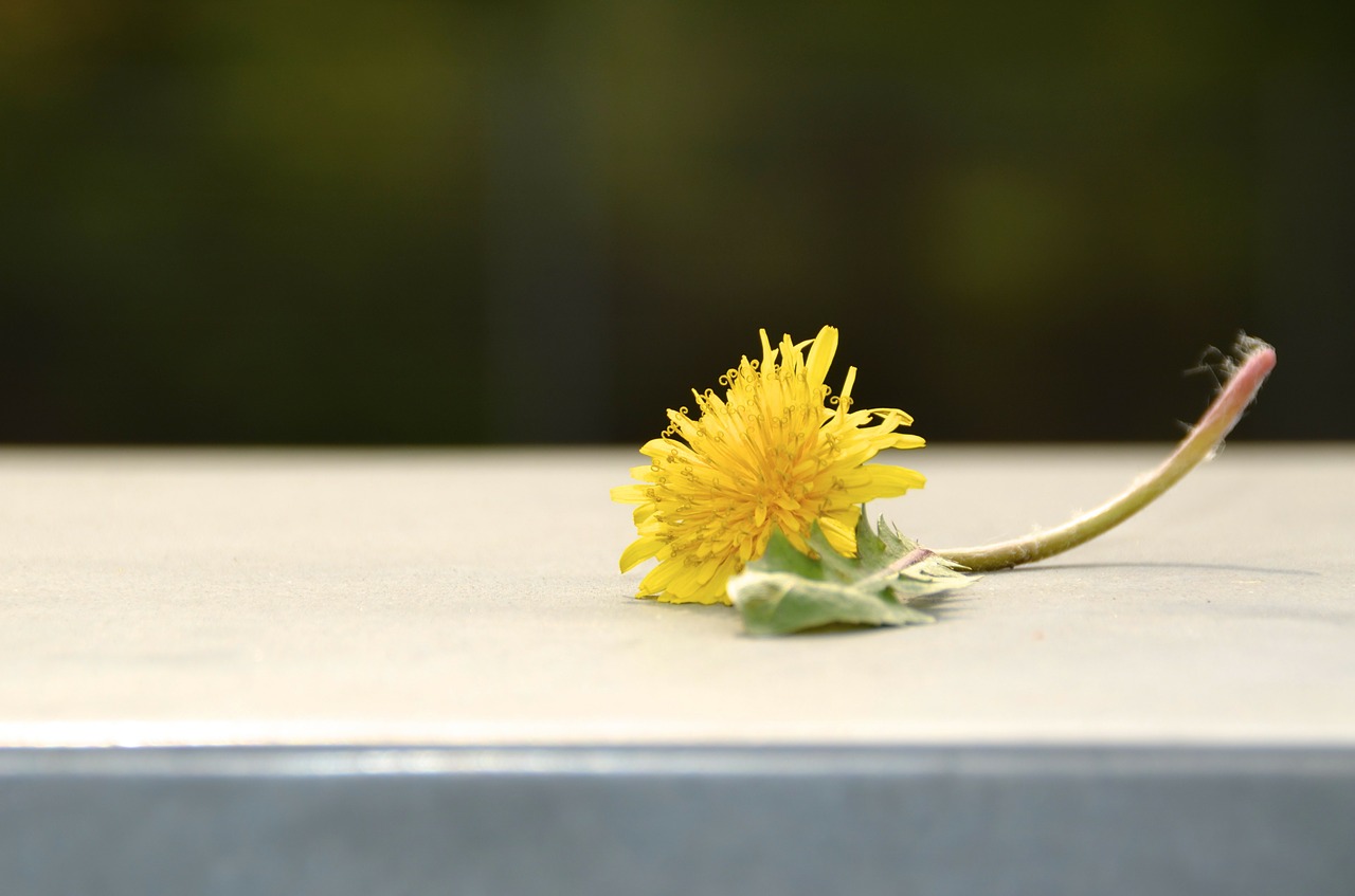 dandelion yellow green free photo