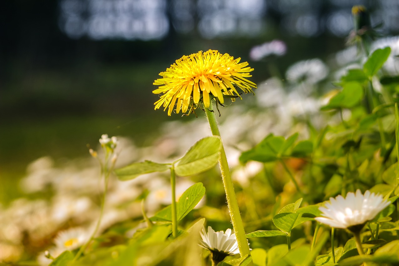 dandelion nature plant free photo