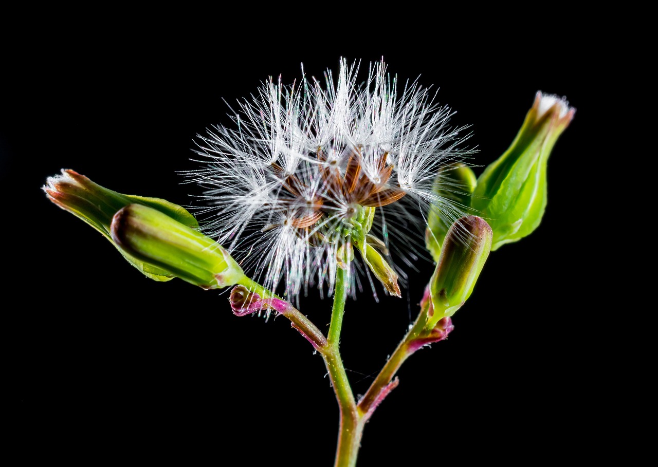 dandelion small flower wild flower free photo