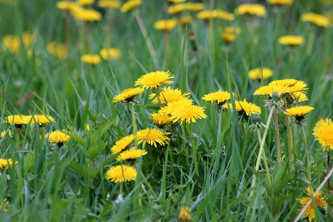 dandelion field grass free photo