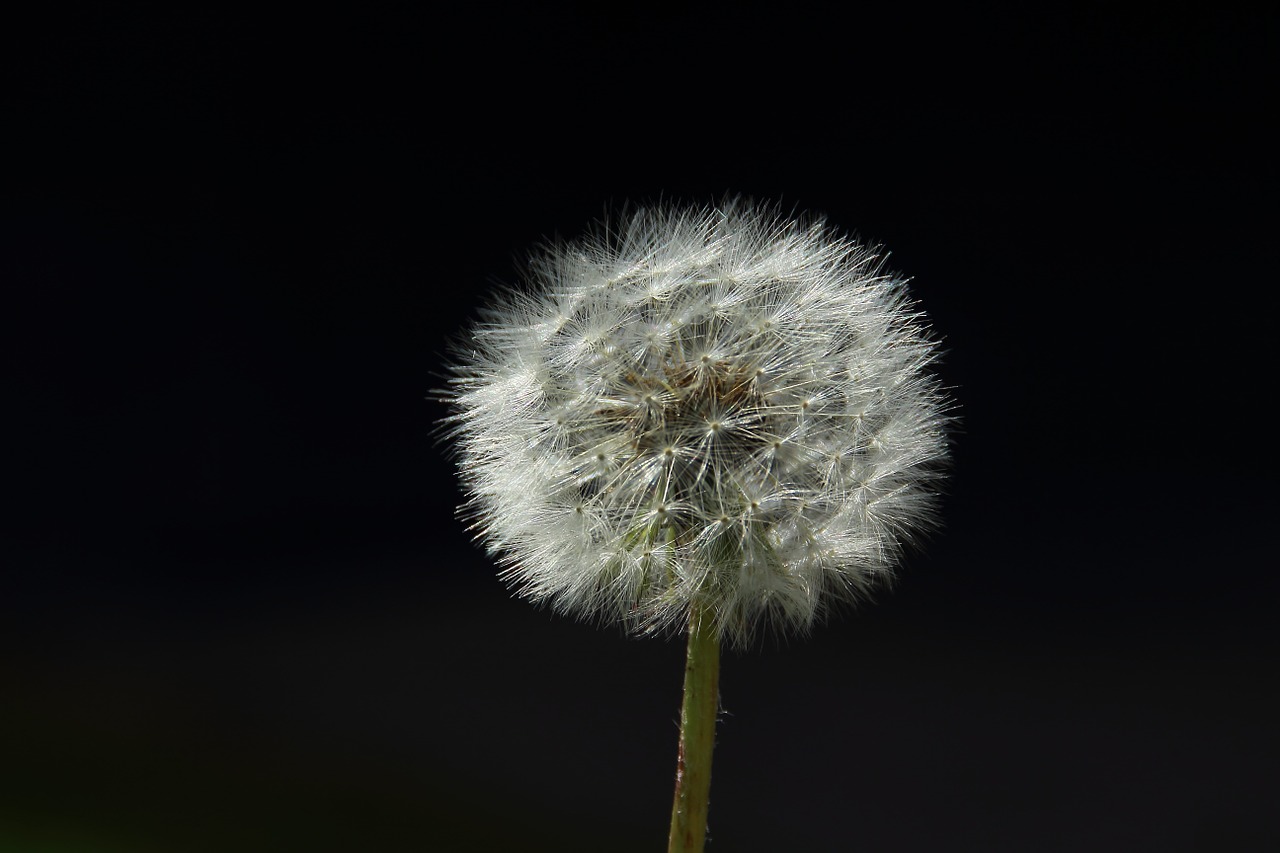 dandelion spring back light free photo