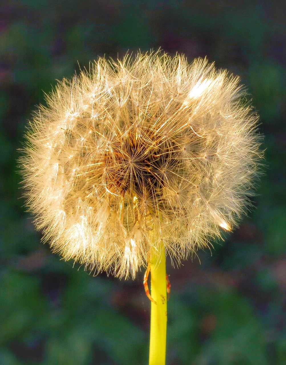 dandelion nature summer free photo