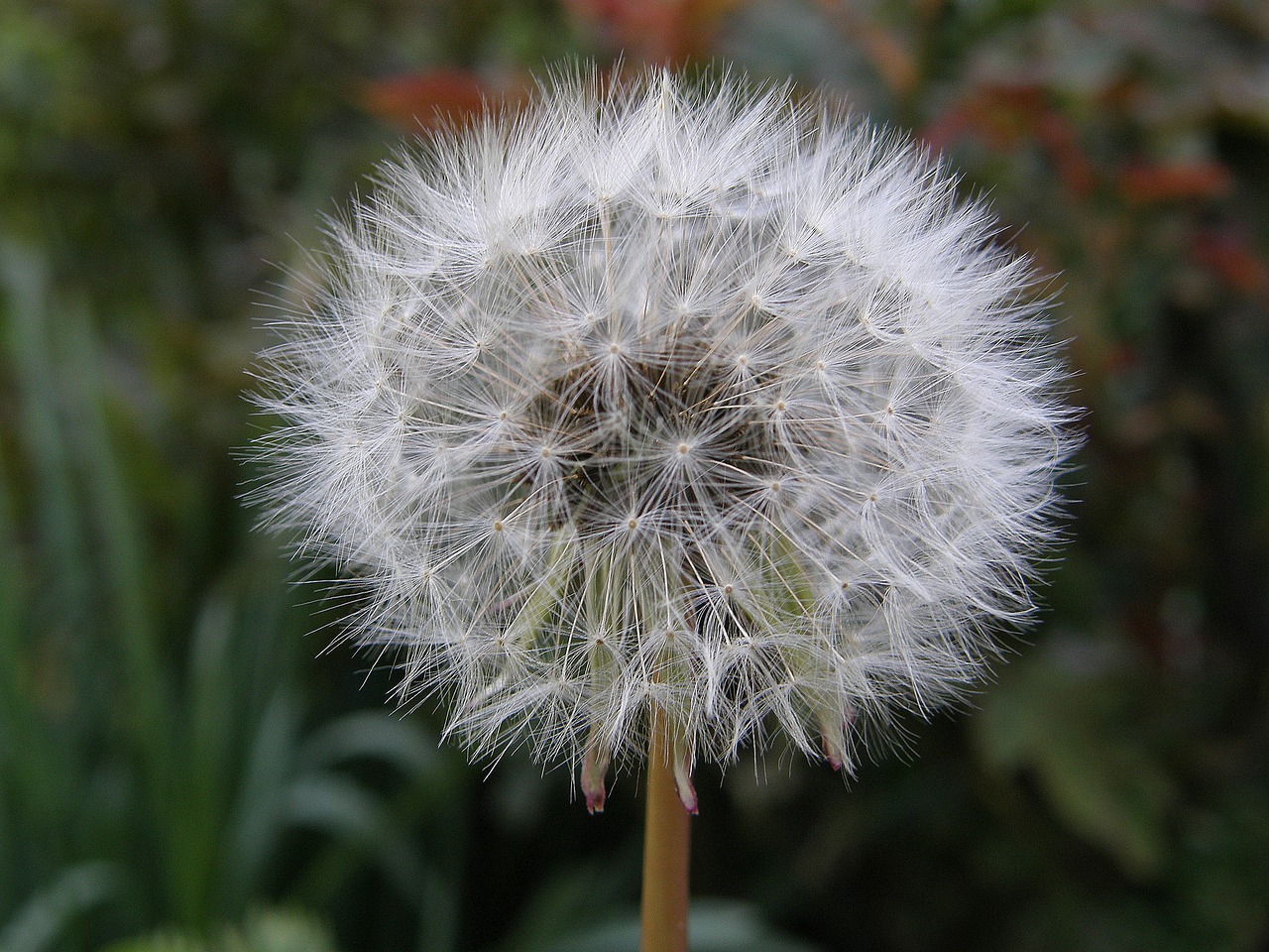 dandelion nature plant free photo