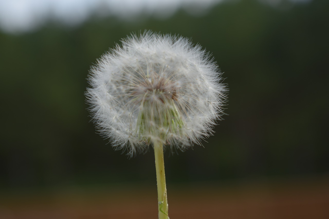 dandelion nature flora free photo