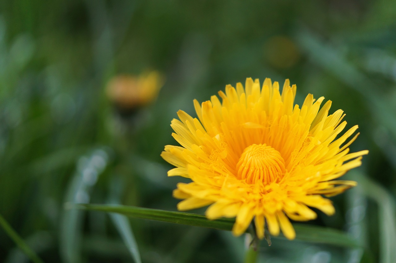 dandelion flower taraxacum free photo