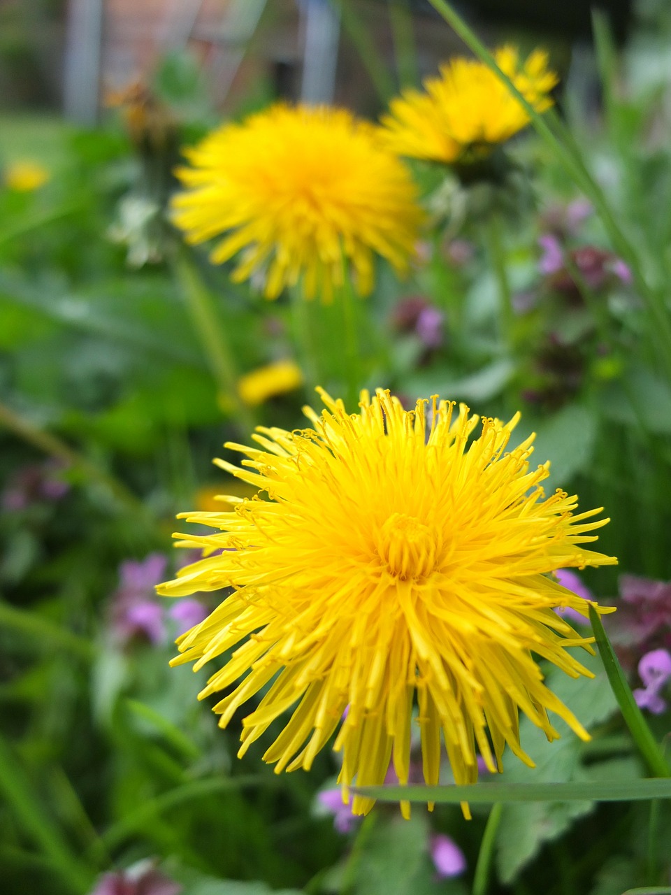 dandelion blossom bloom free photo