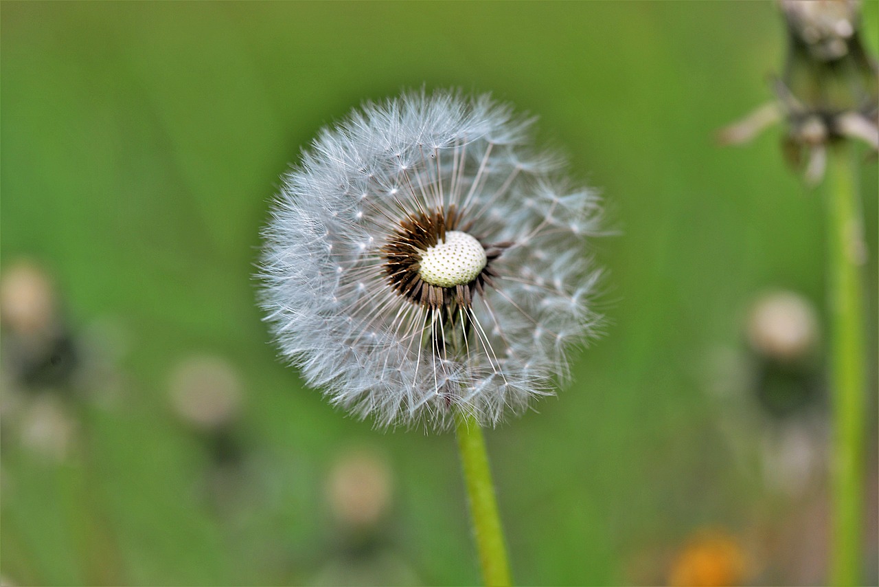 dandelion nature plant free photo