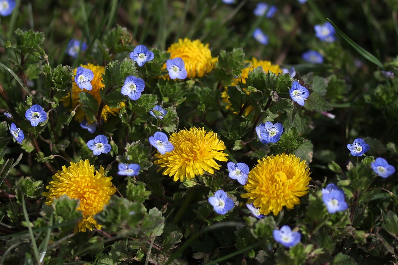 dandelion yellow plants free photo