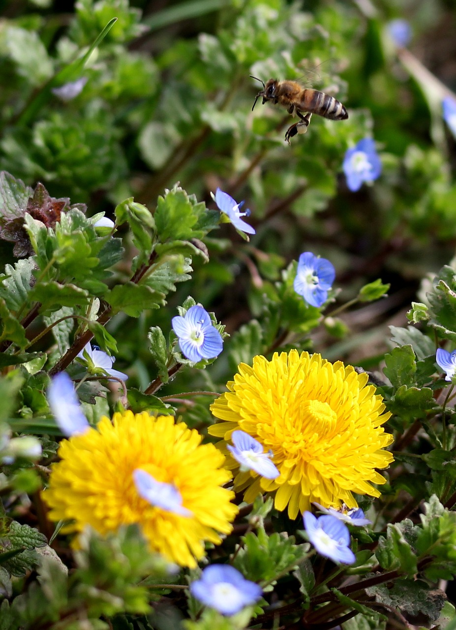 dandelion yellow plants free photo