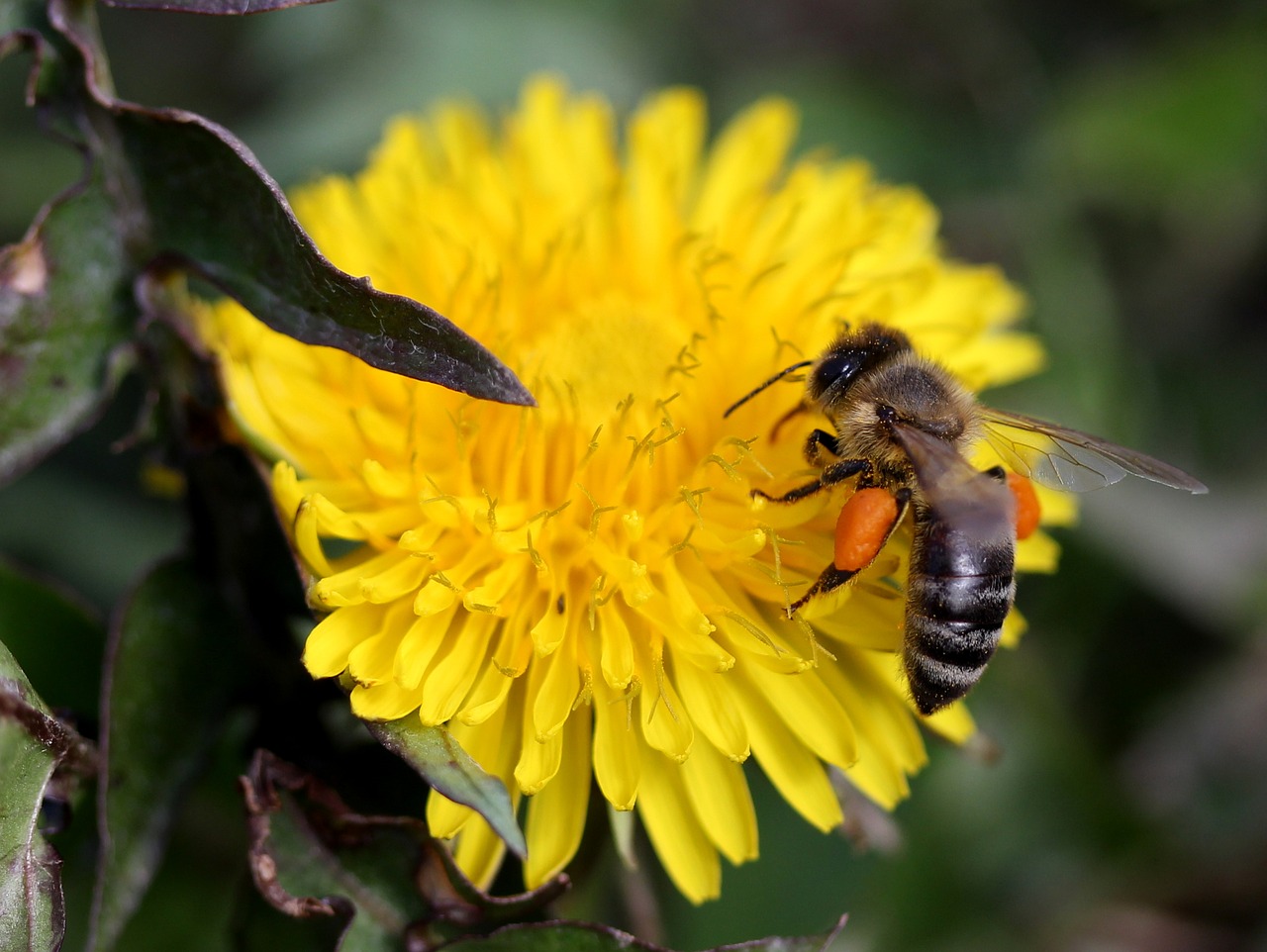 dandelion bee yellow free photo