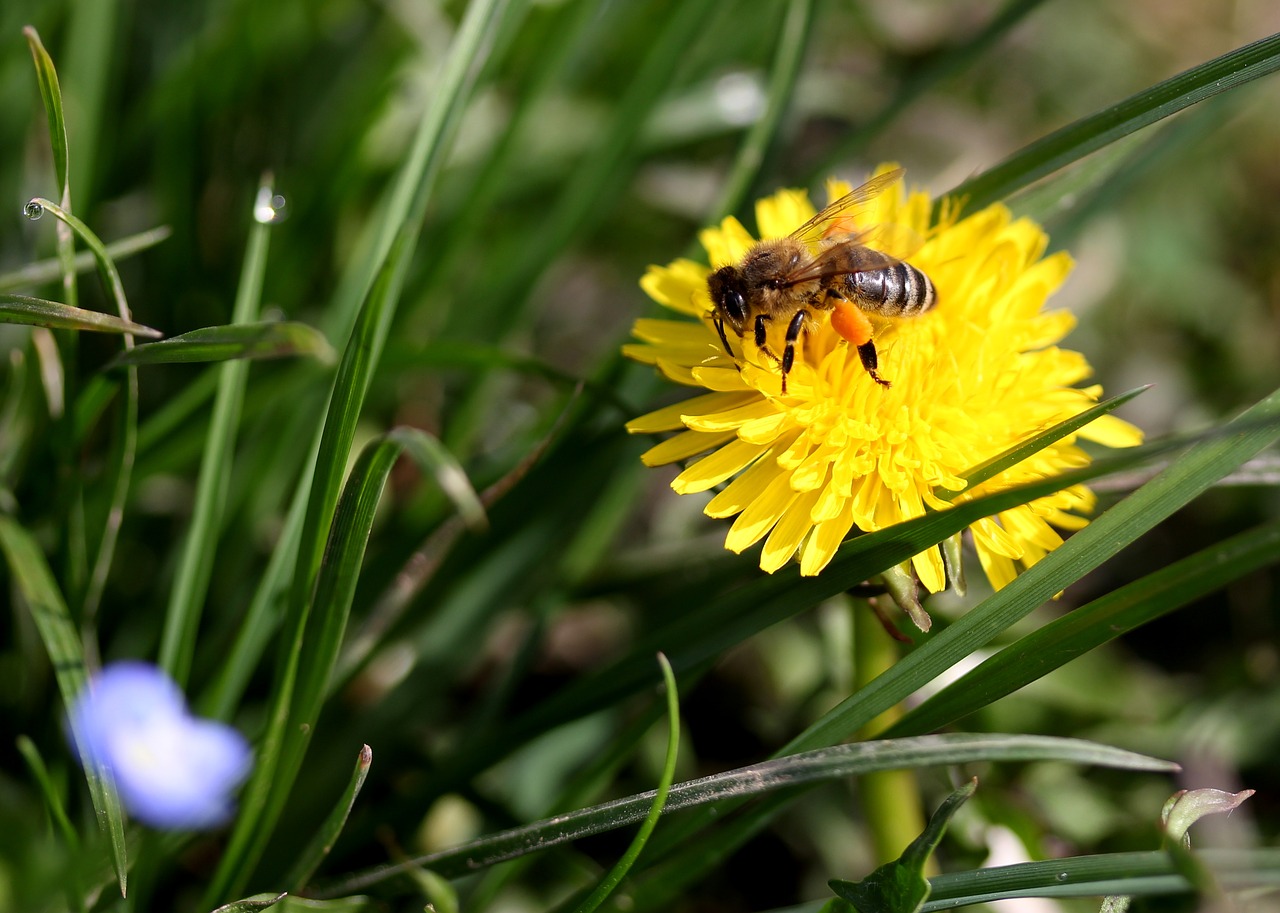 dandelion bee yellow free photo