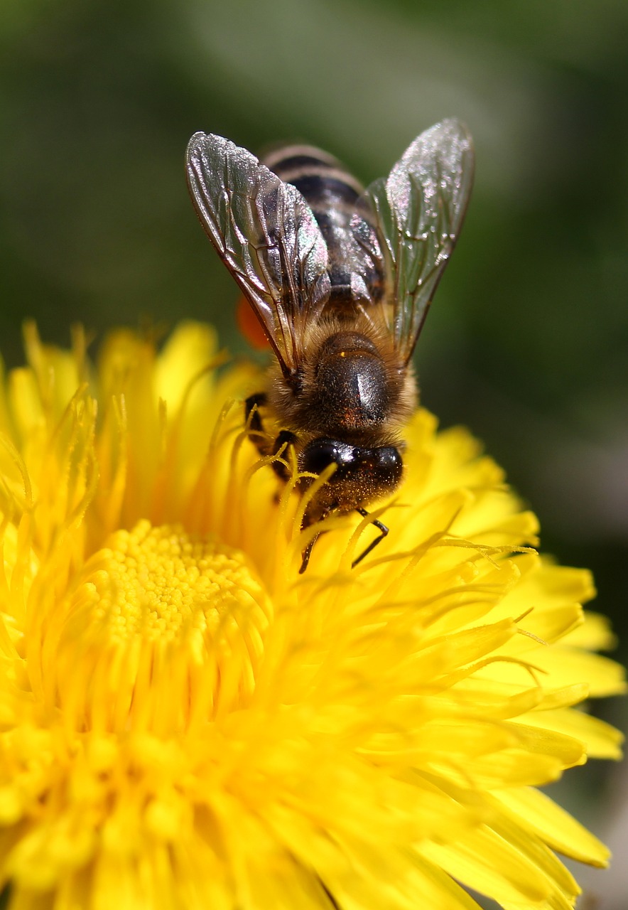 dandelion bee yellow free photo