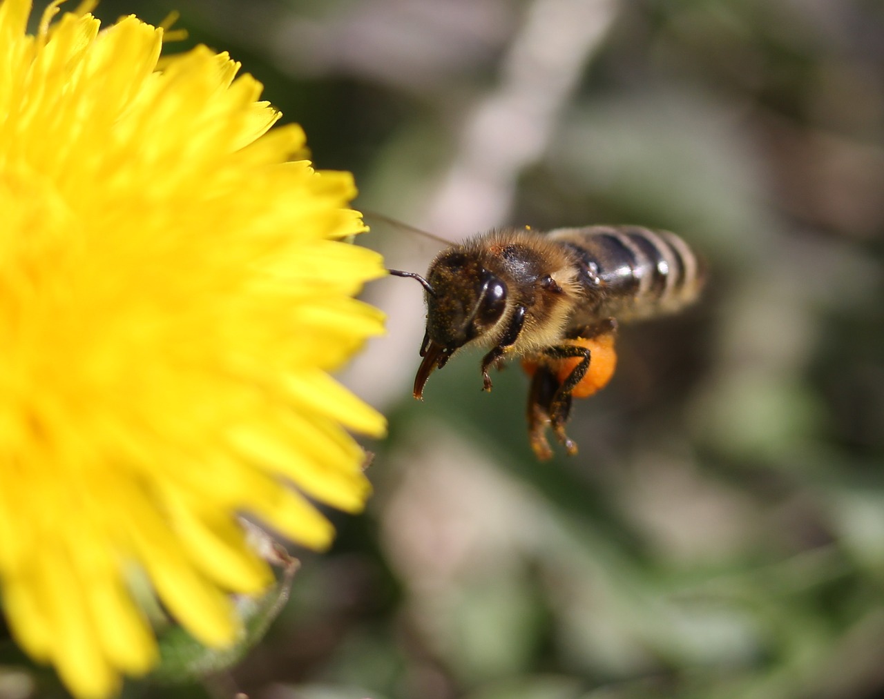 dandelion bee flight free photo