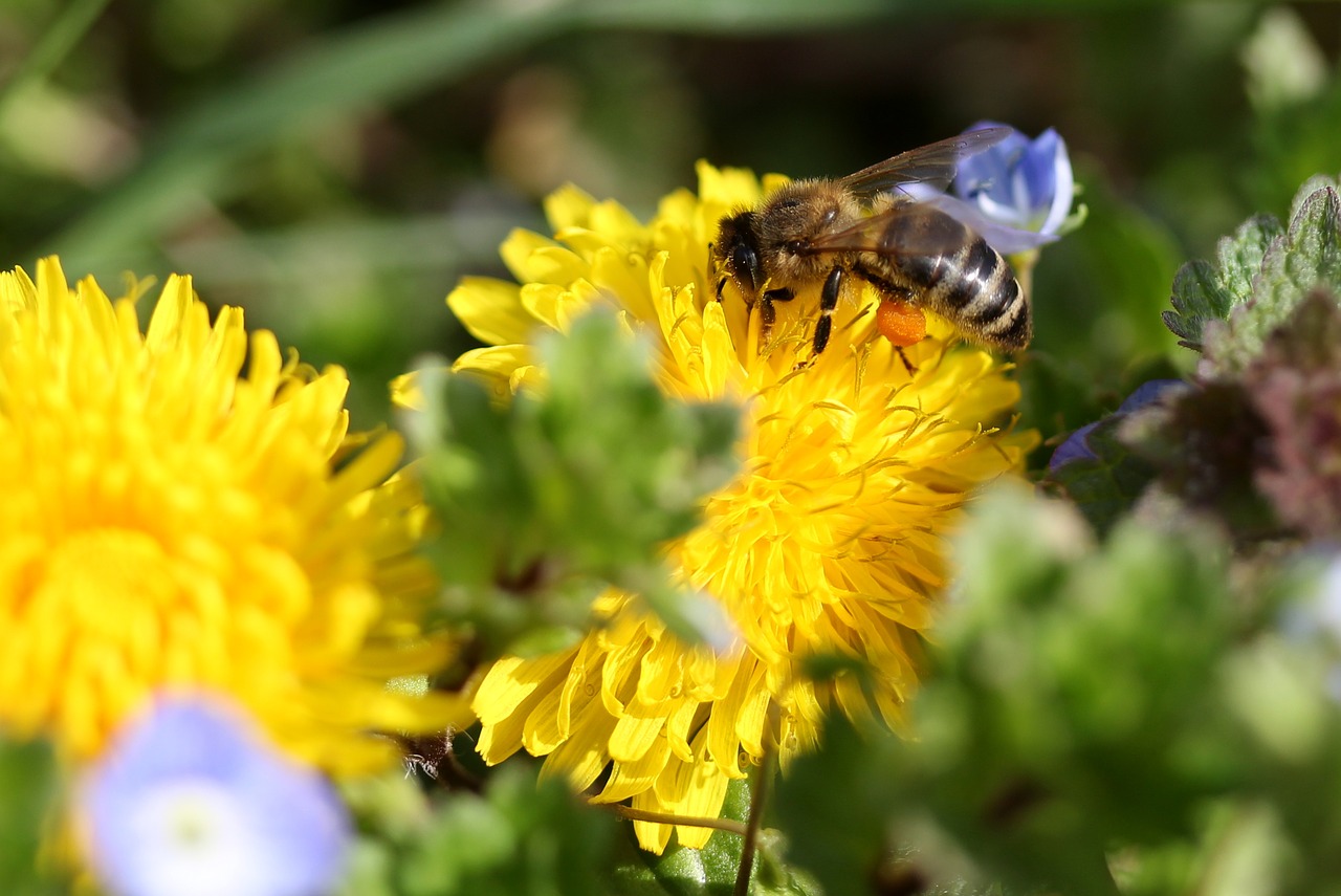 dandelion bee yellow free photo