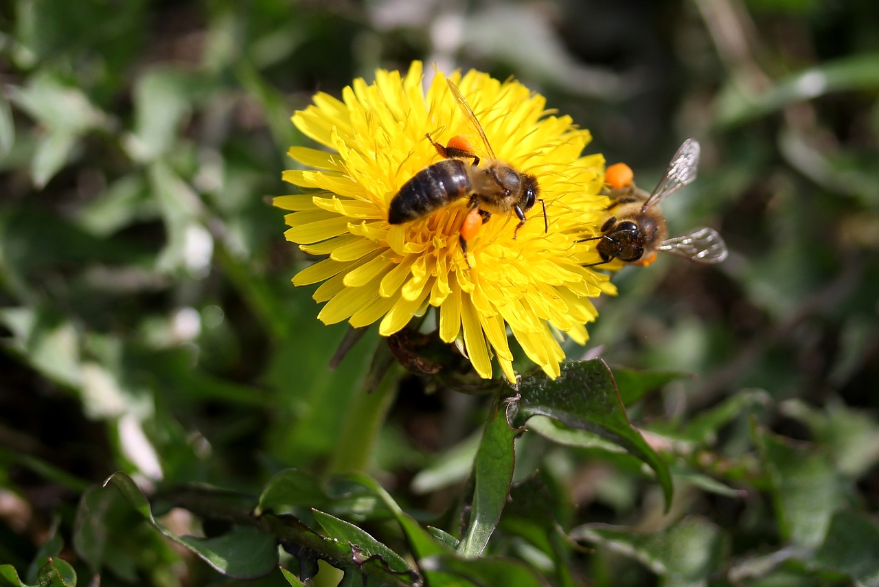 dandelion bee yellow free photo