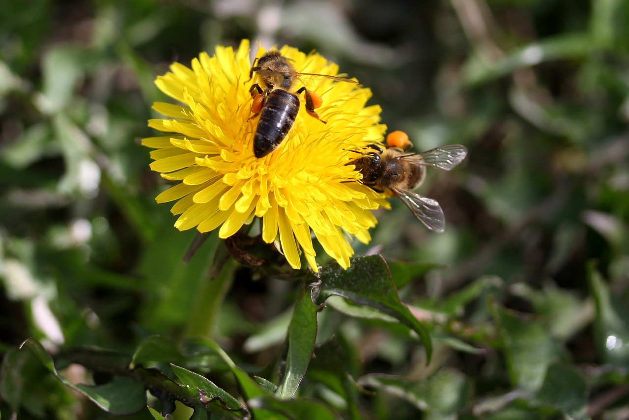 dandelion bee yellow free photo