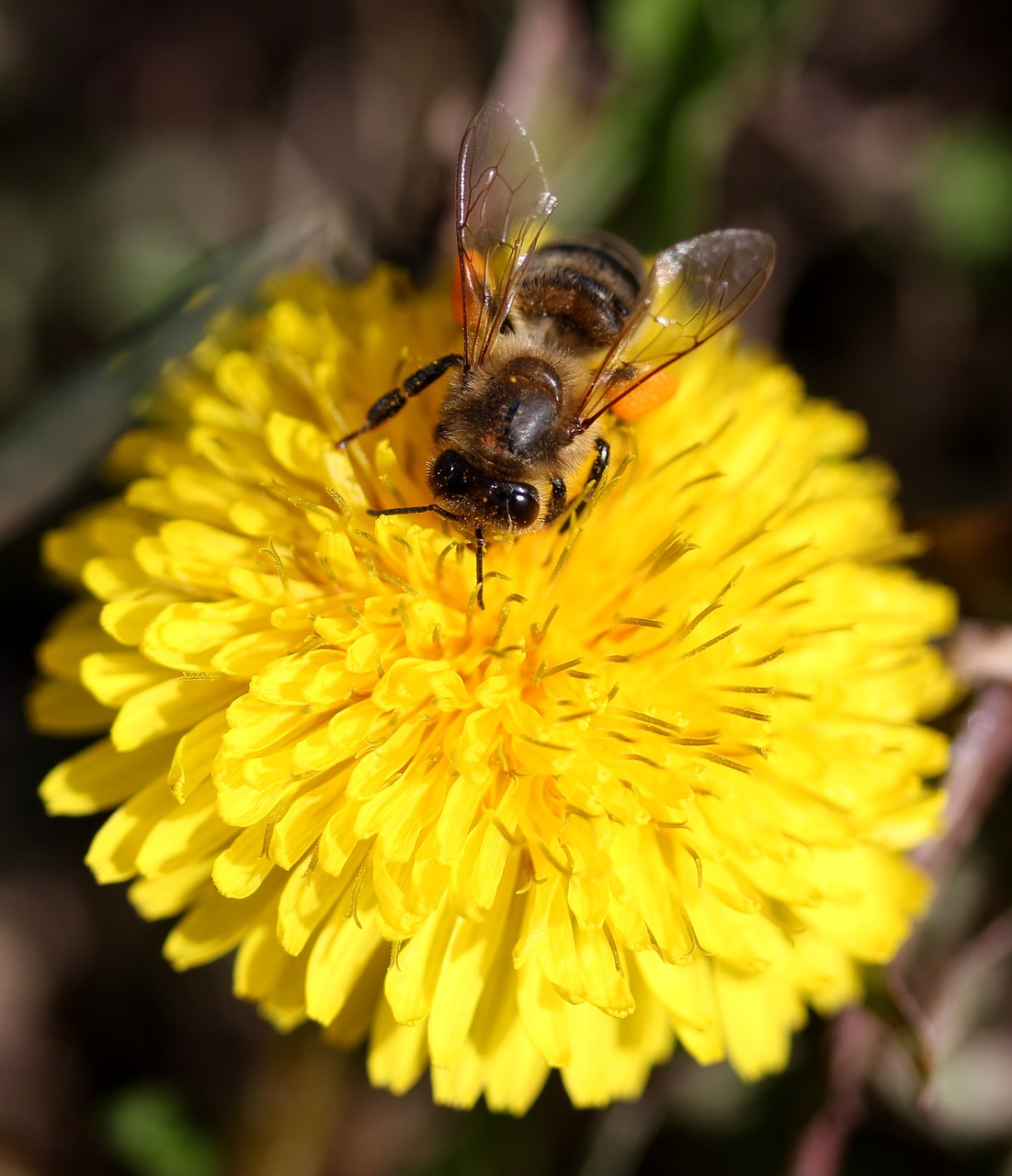 dandelion bee yellow free photo