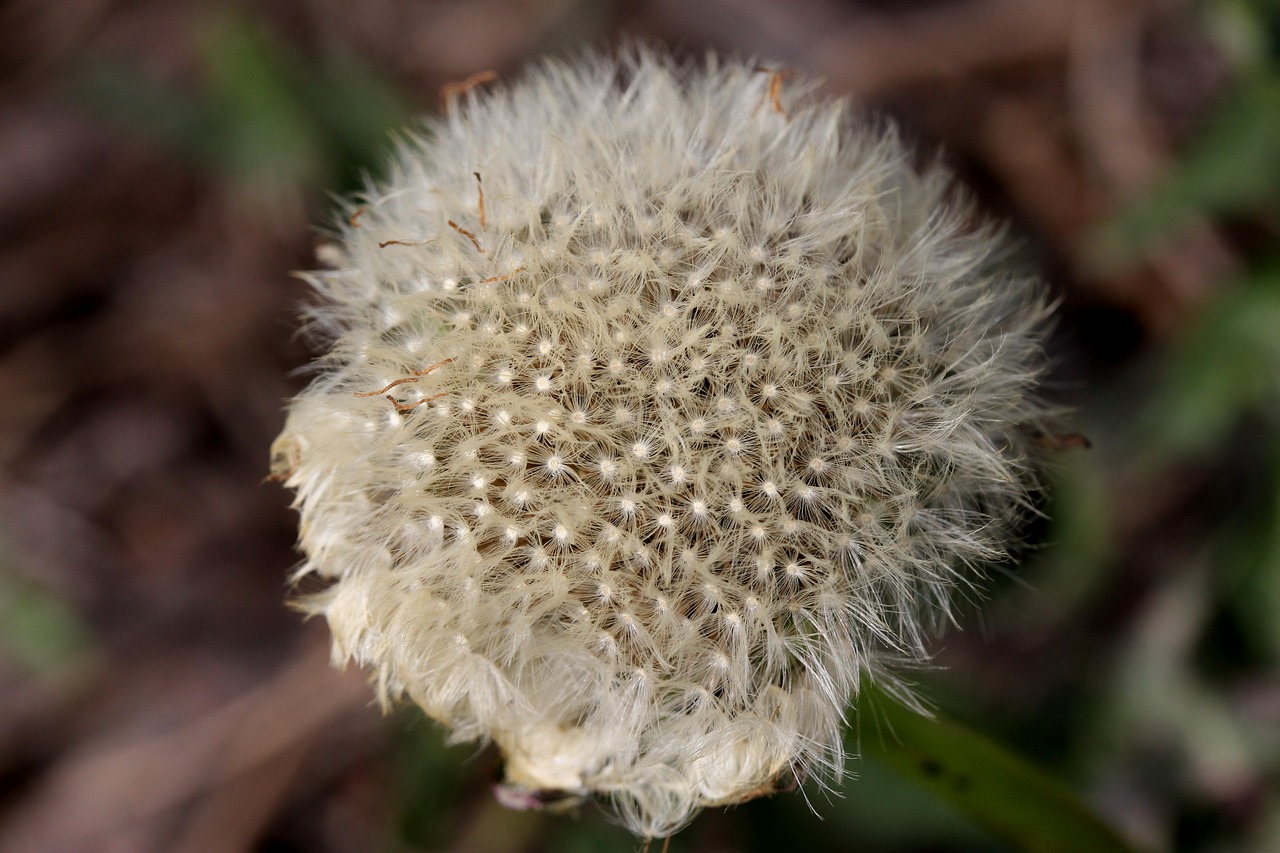 dandelion down white free photo