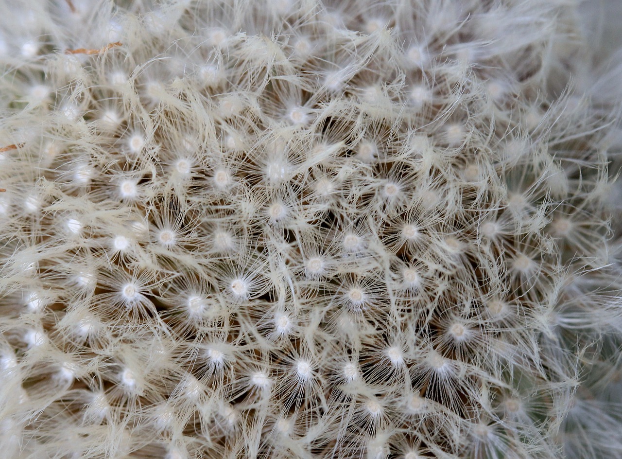 dandelion down white free photo