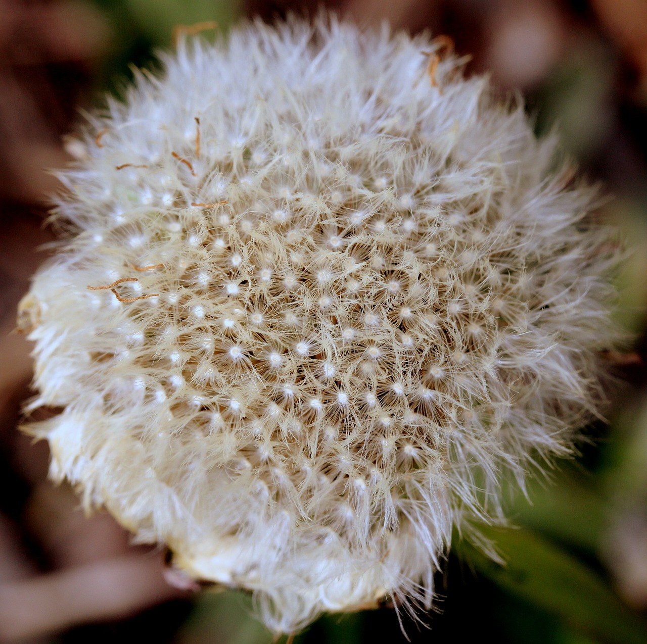 dandelion down white free photo