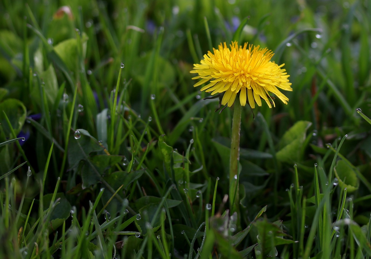 dandelion yellow dew free photo