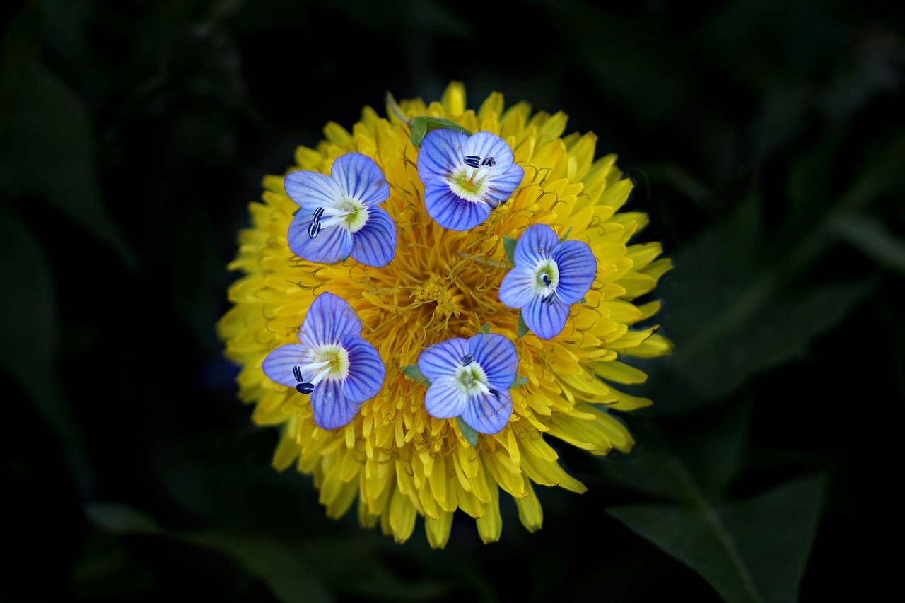 dandelion  yellow  flower free photo