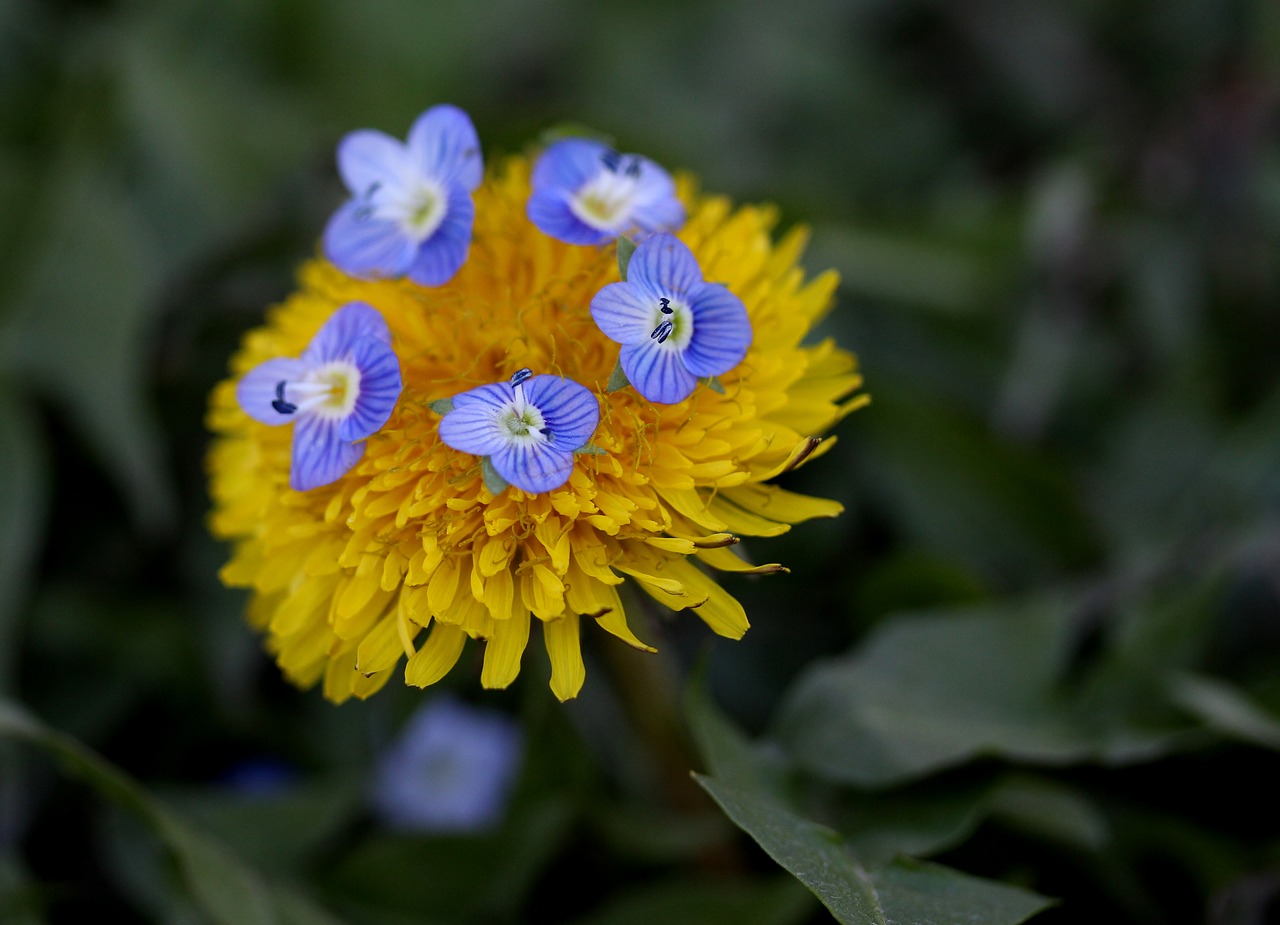 dandelion  yellow  flower free photo