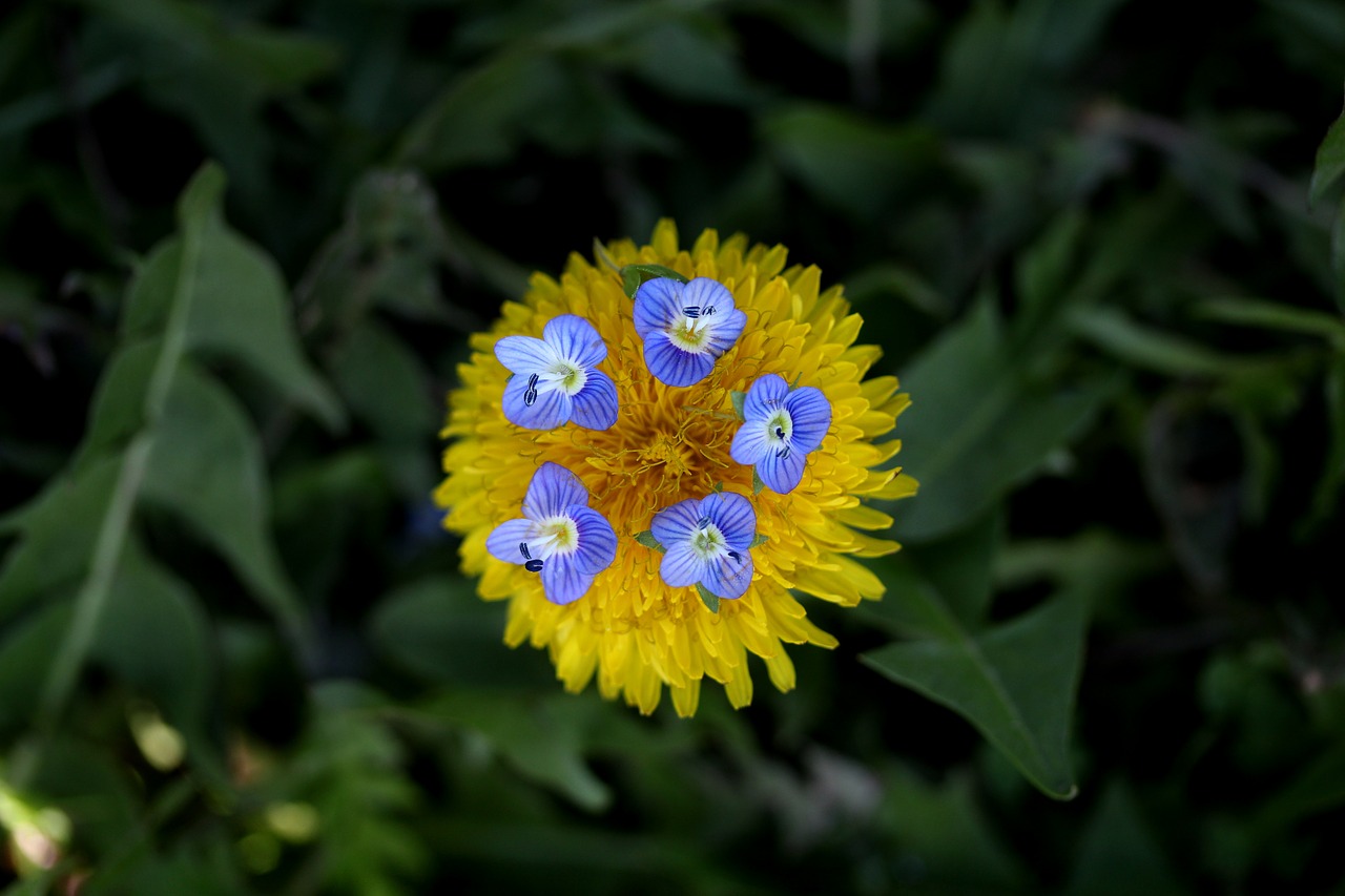 dandelion  yellow  flower free photo