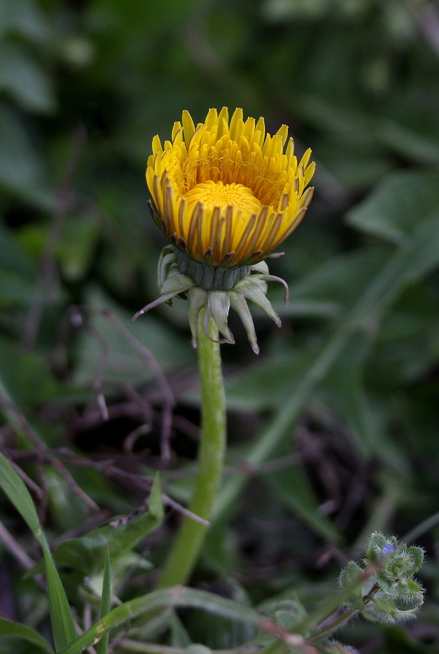 dandelion  yellow  flower free photo