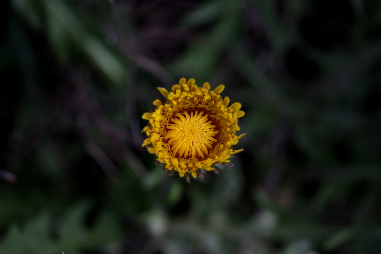 dandelion  yellow  flower free photo