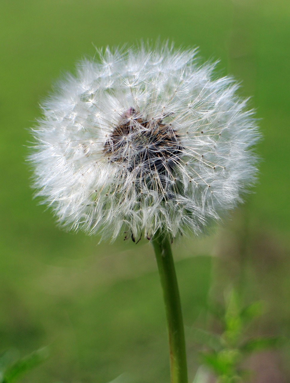 dandelion pointed flower blossom free photo