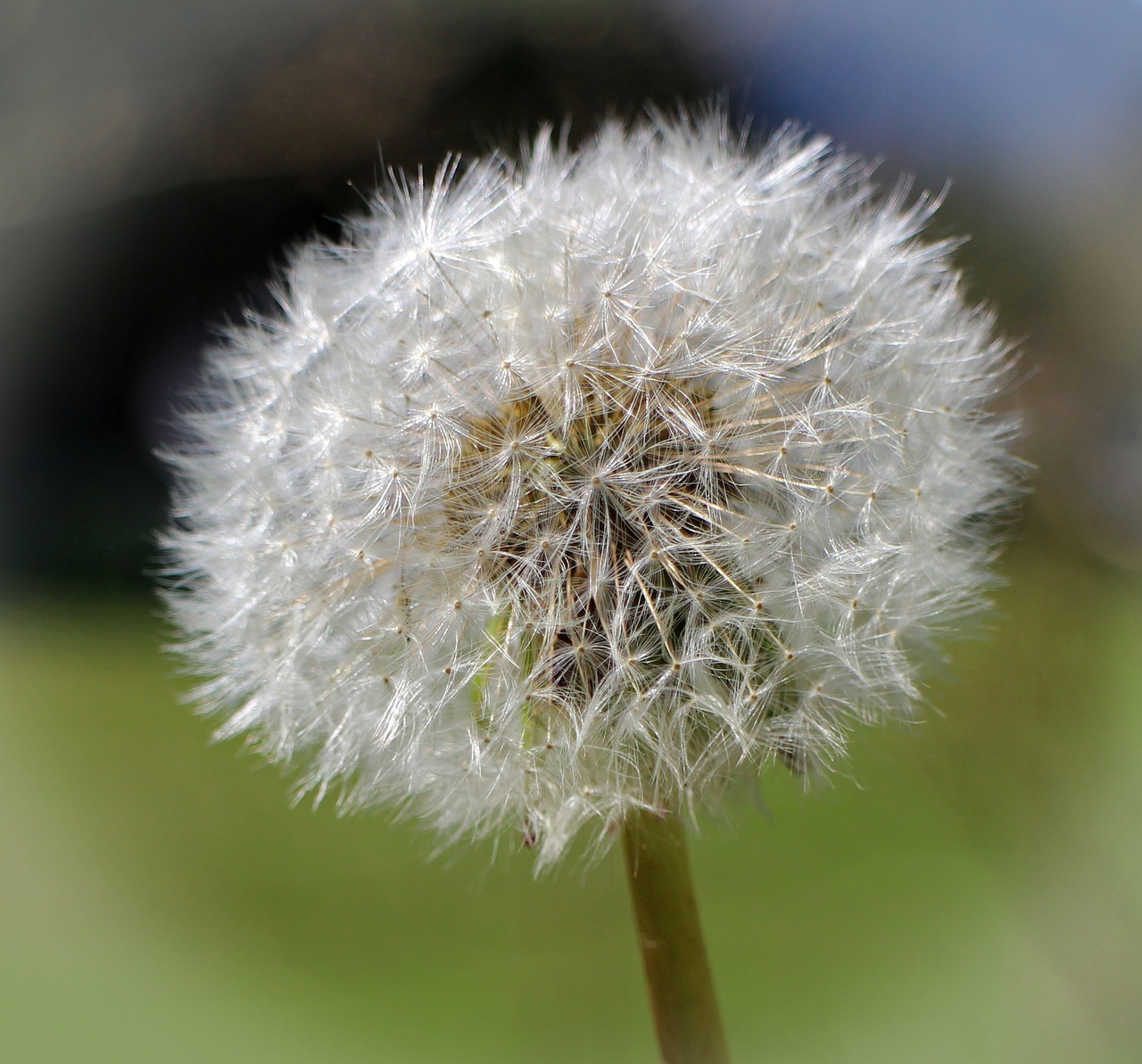 dandelion pointed flower blossom free photo