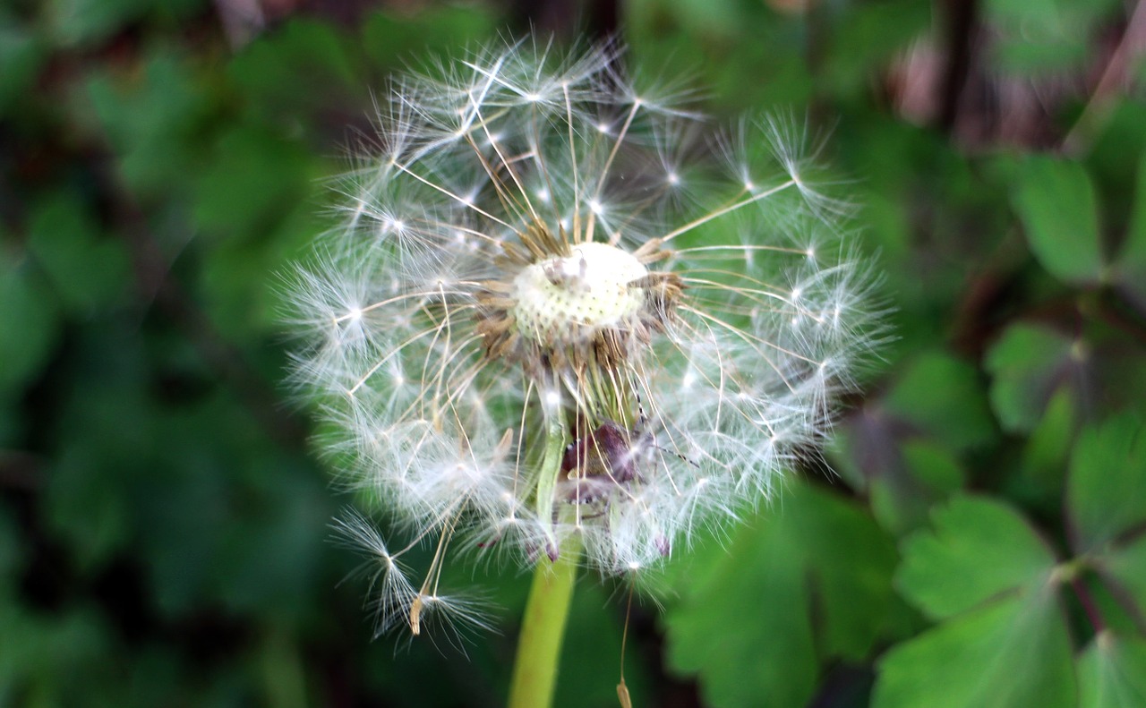 dandelion pointed flower blossom free photo