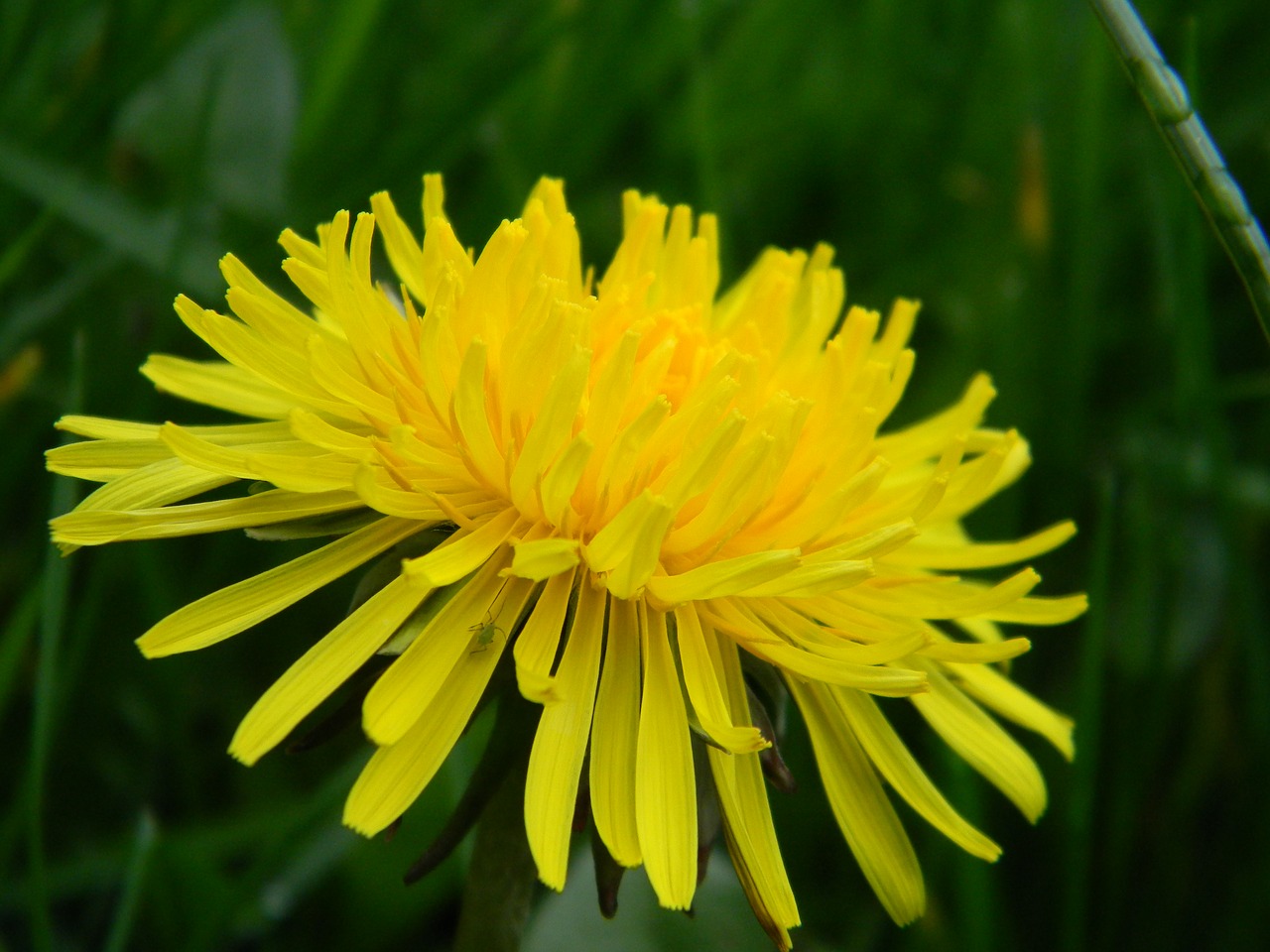 dandelion  nature  flower free photo