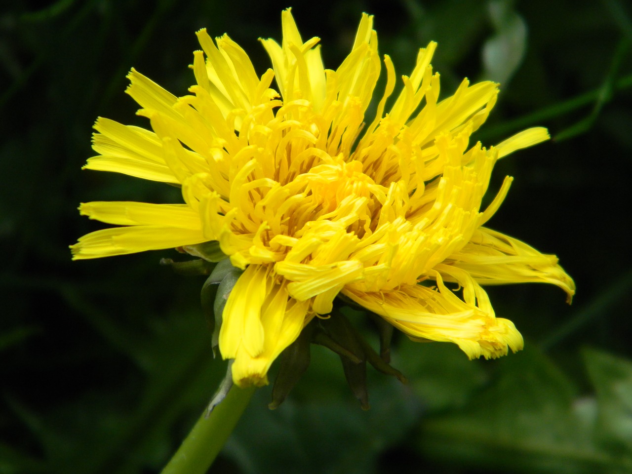 dandelion  nature  flora free photo