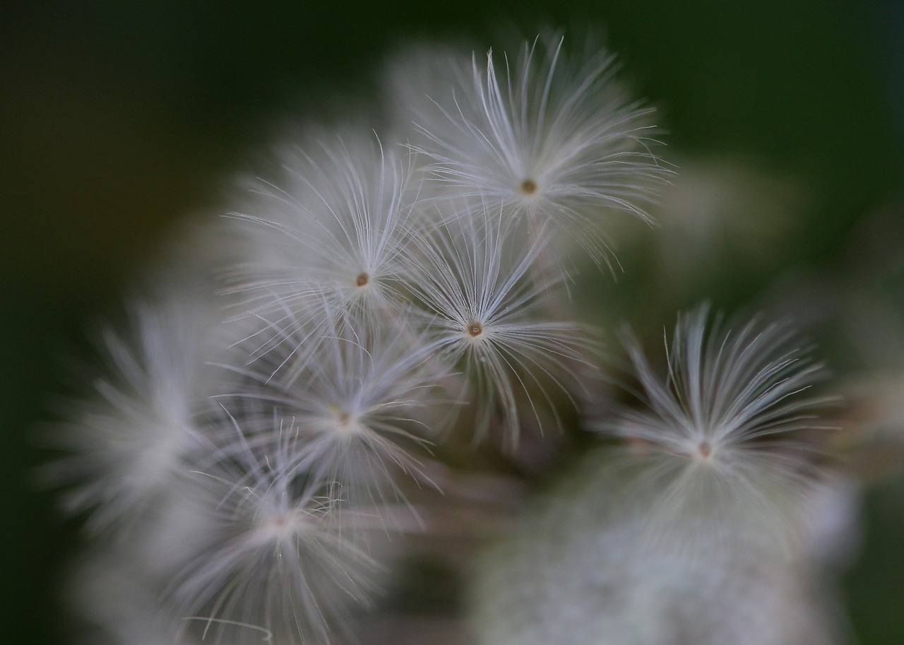 dandelion  down  white free photo