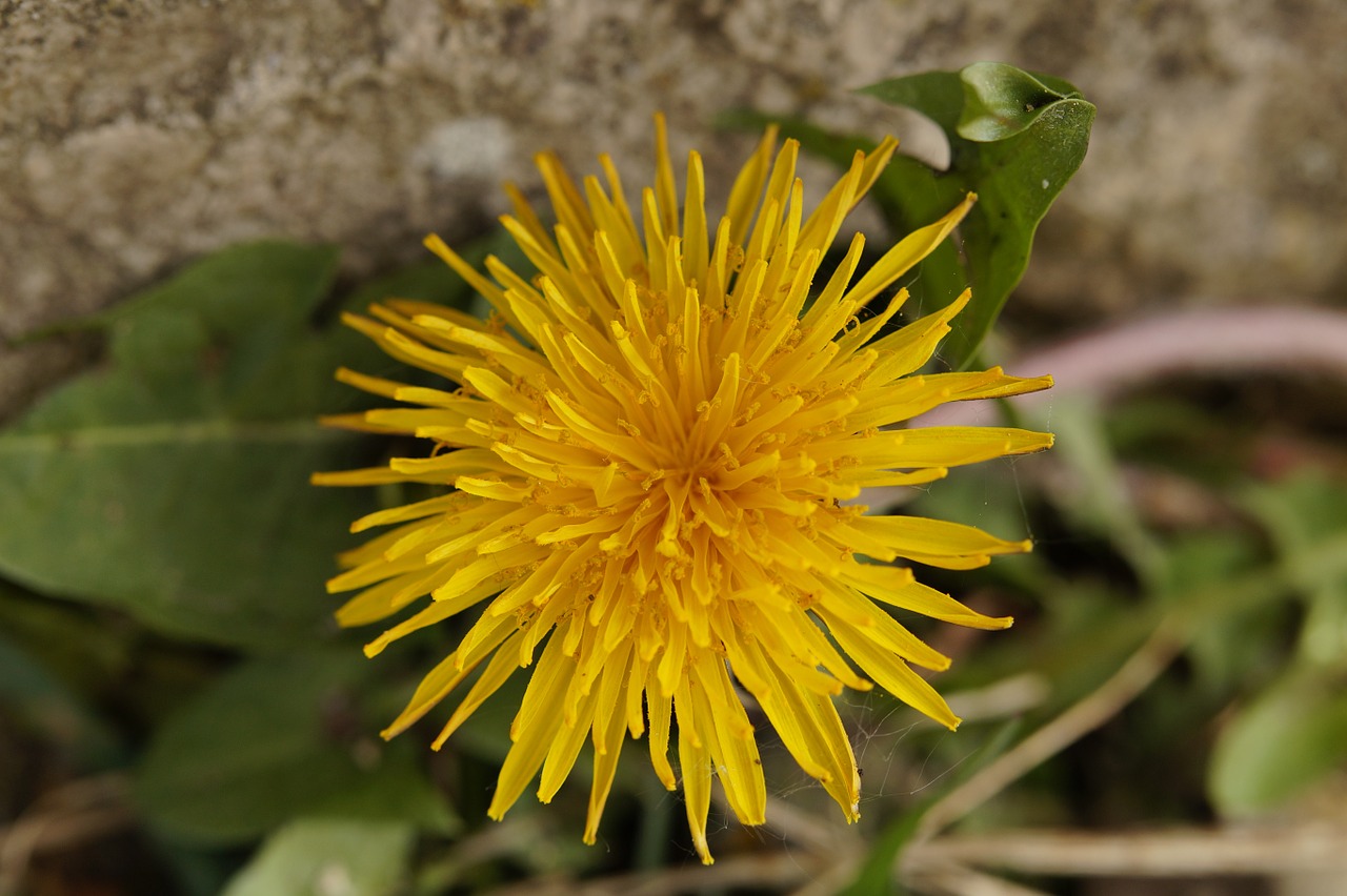 dandelion flower roadside free photo