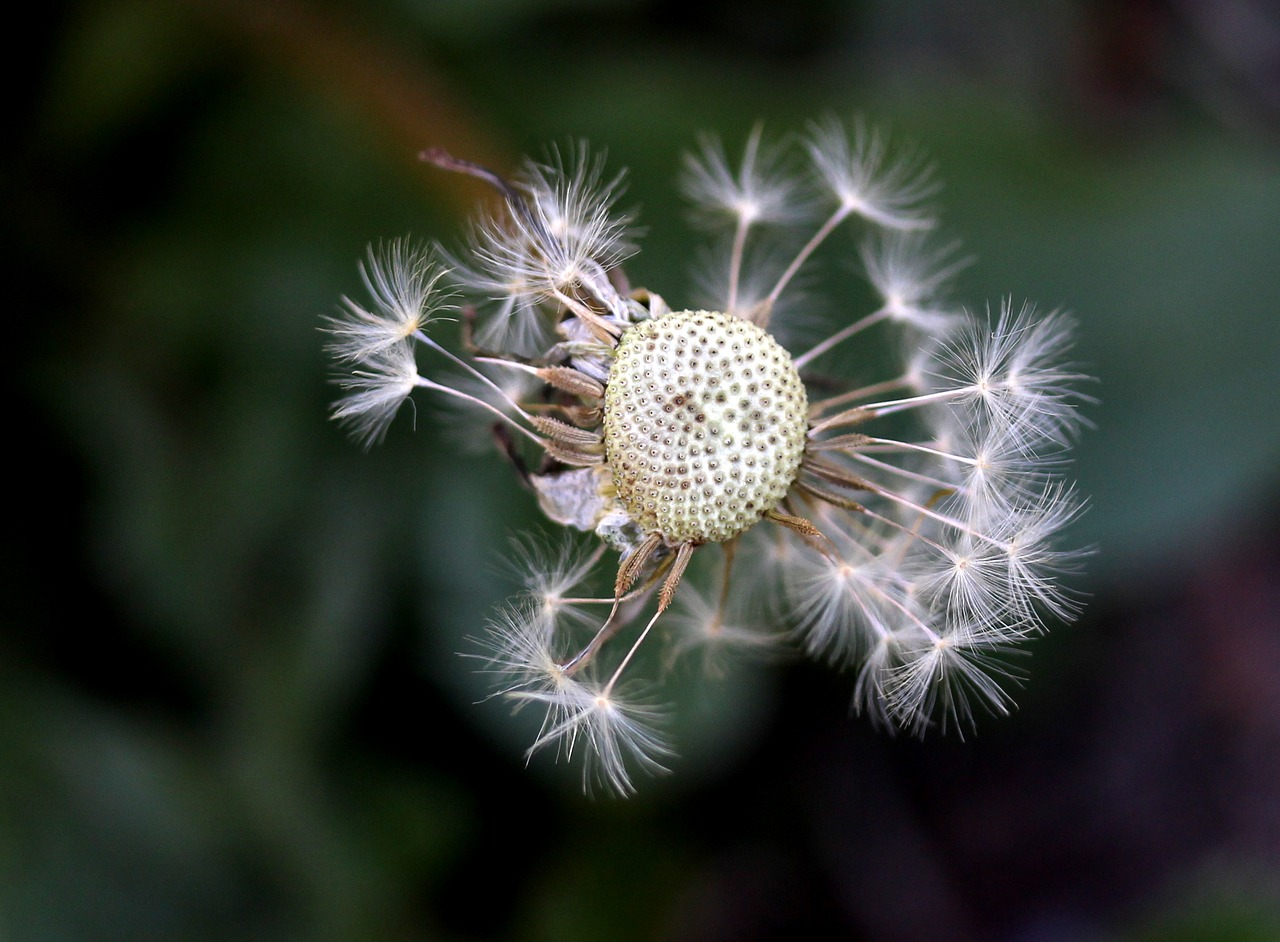 dandelion  down  plant free photo