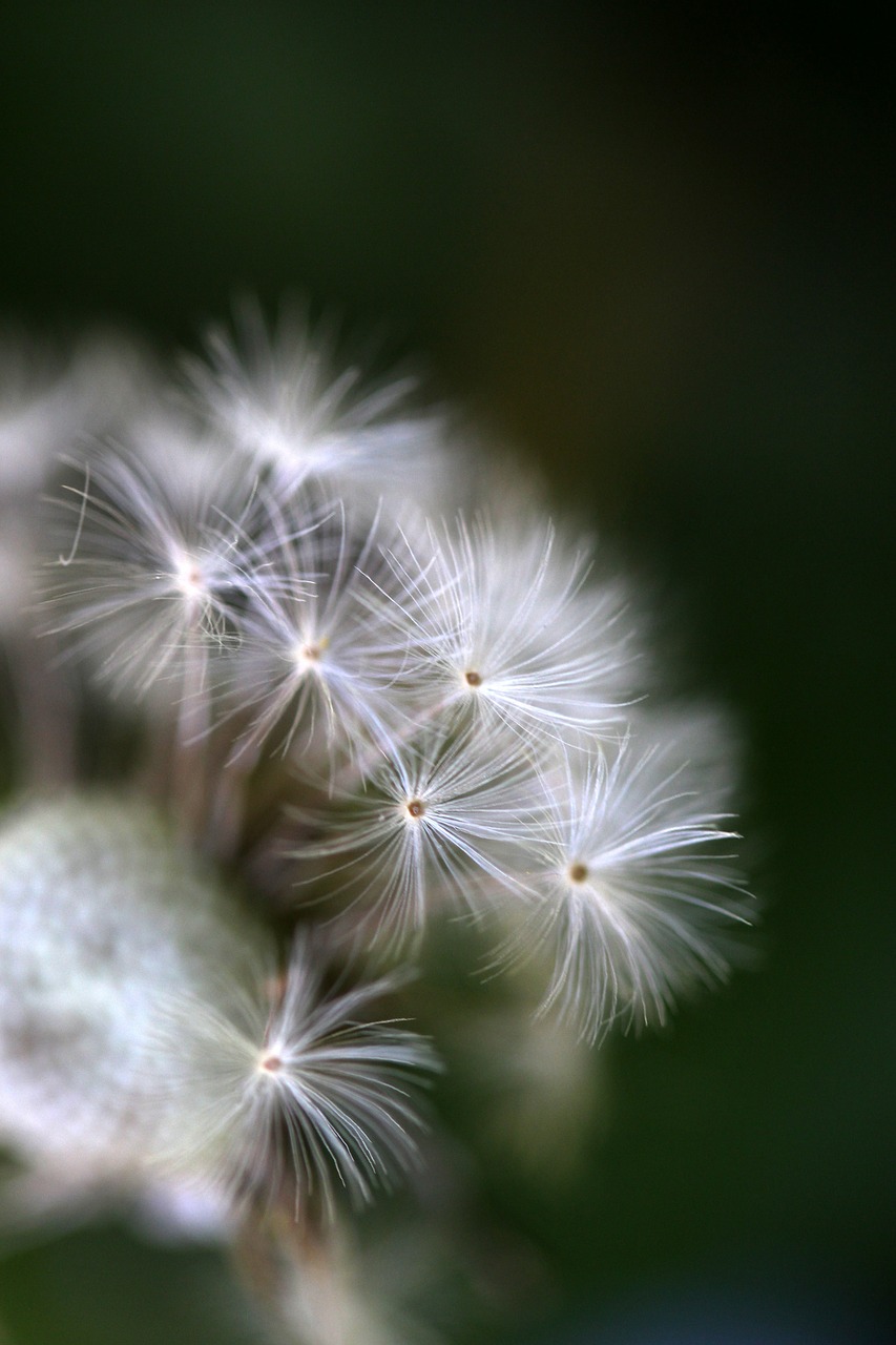 dandelion  down  plant free photo