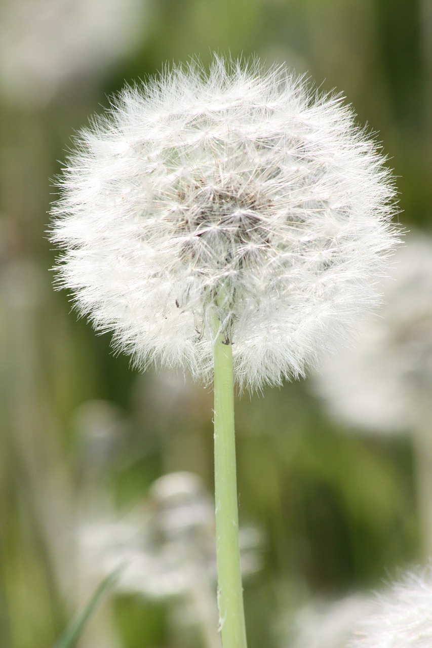 dandelion plant meadow free photo