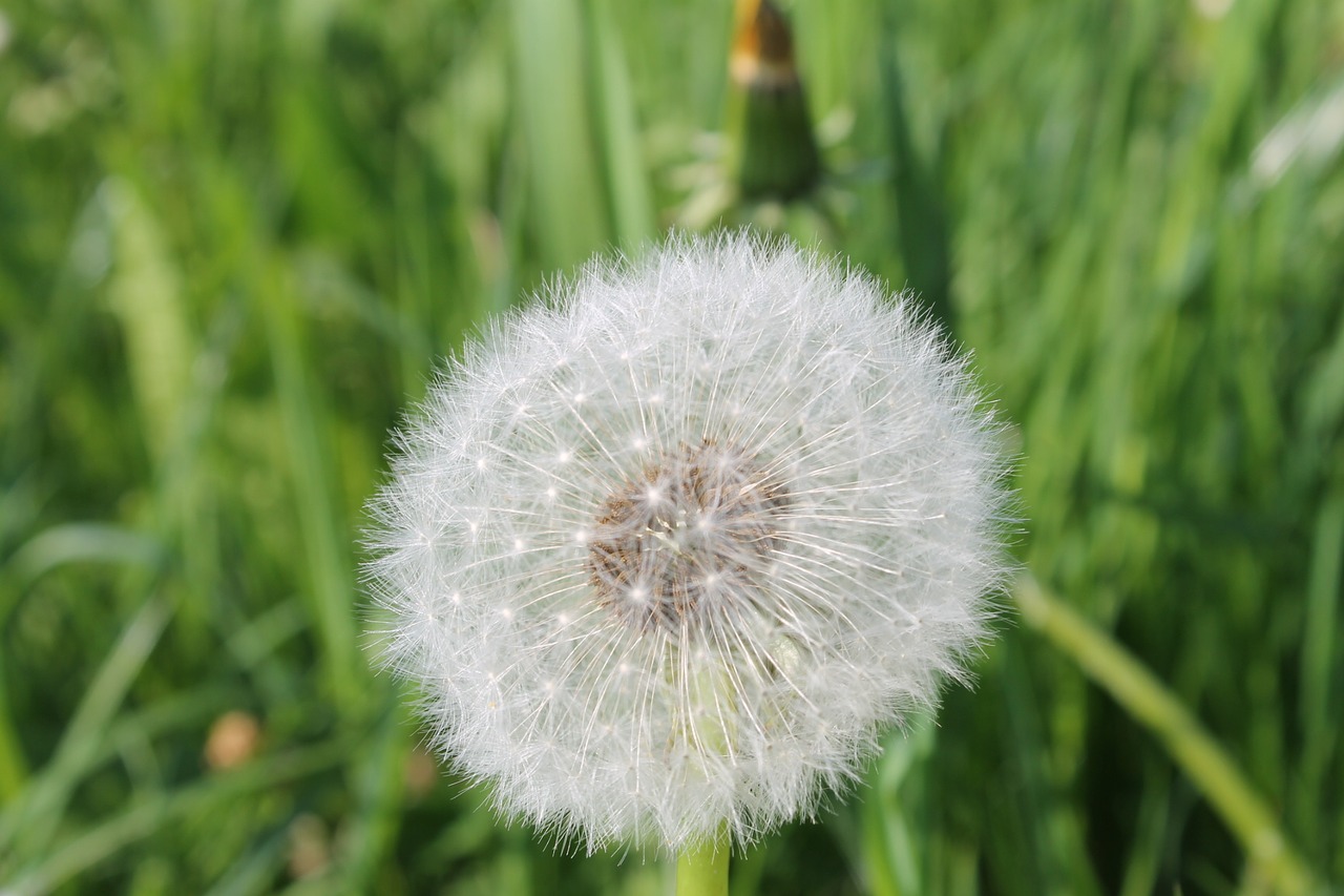 dandelion  grass  summer free photo