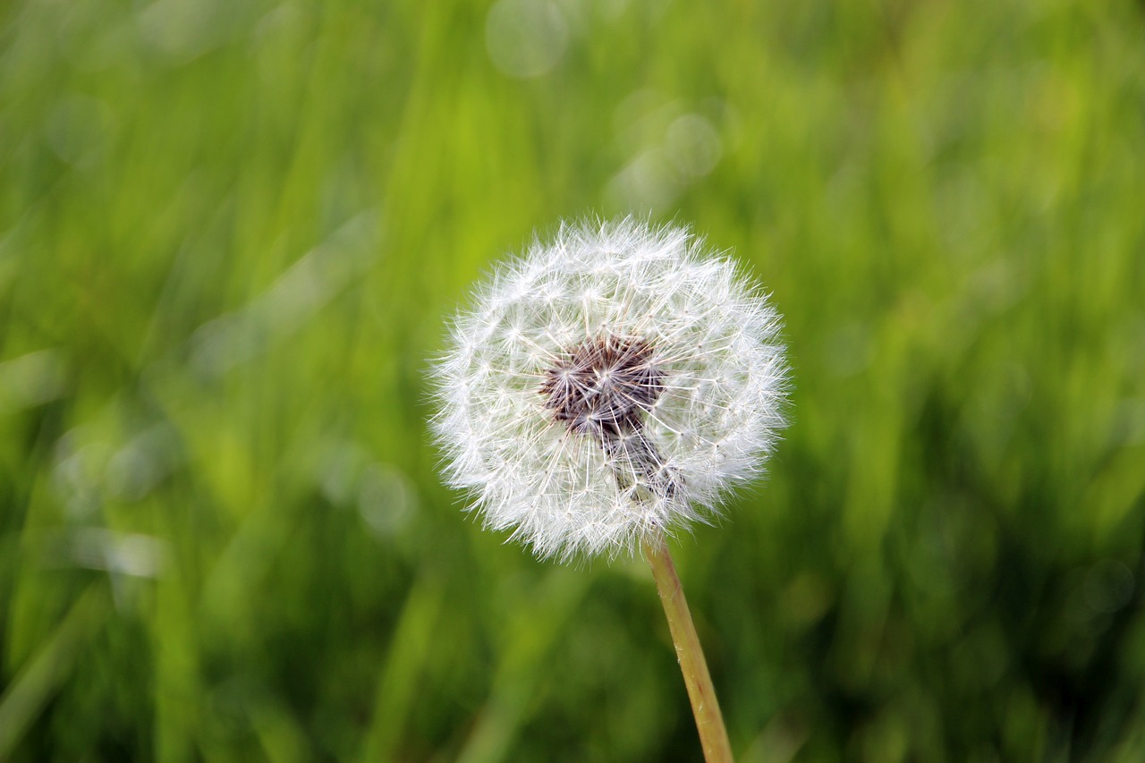 dandelion  nature  grass free photo