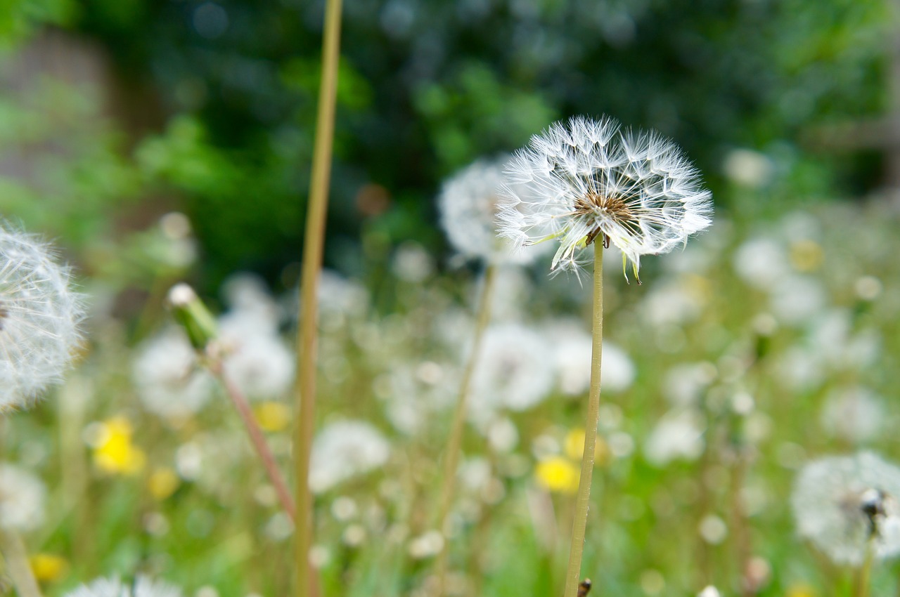 dandelion  nature  plant free photo