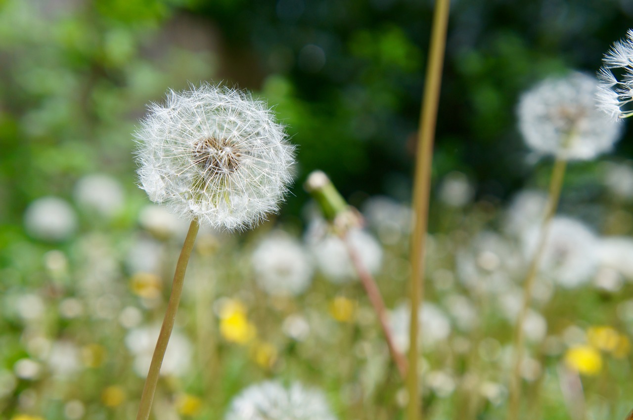 dandelion  flower  plant free photo